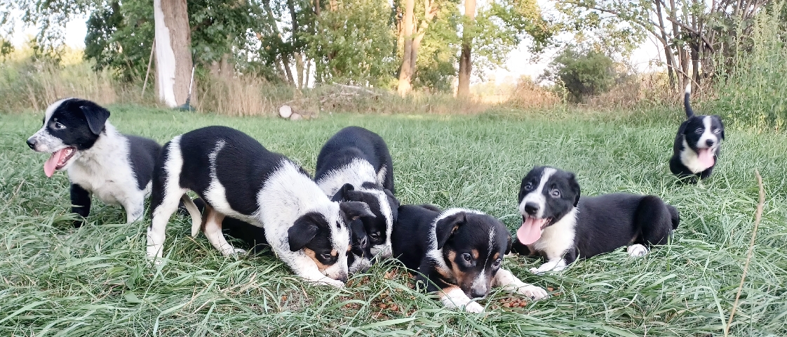 border heeler hybrids