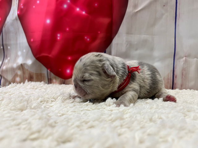 French Bulldog – akc registered fluffy French bulldogs