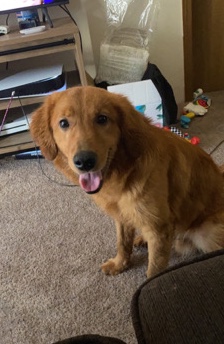 Golden Retriever – golden retriever