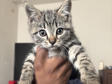 FREE CAT – Bethlehem
