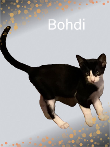 Handsome kitten in need of forever home