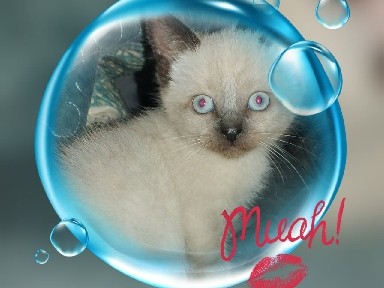 Siamese - Seal Point Siamese  available for adoption in Dallas