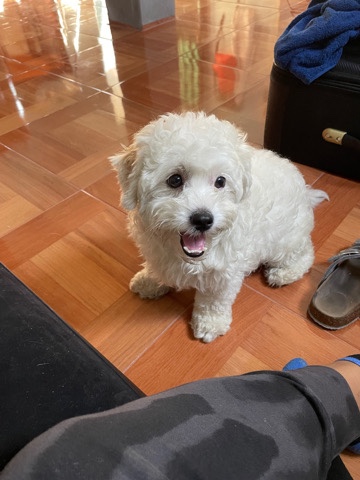 Poodle – white mini poodle