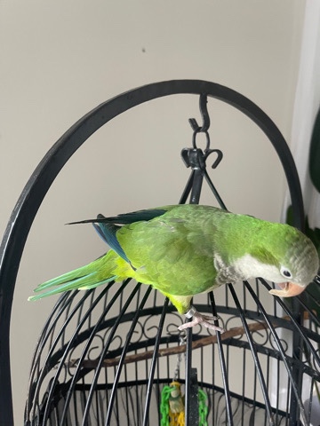 Quaker Parrot – Quaker parrot