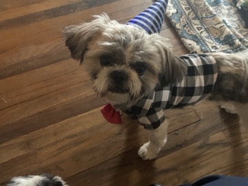 Shih Tzu – Shitzus – Bells