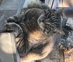 Russian White, Black and Tabby – loving cat