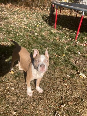 American Bulldog – Dior needs a new home needs more attention