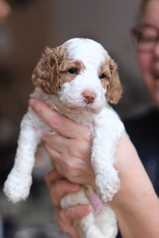 Poodle – Cockapoo