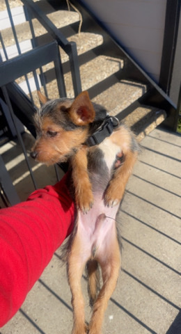 Yorkshire Terrier – a mixed breed Yorkshire mixed with dachshund