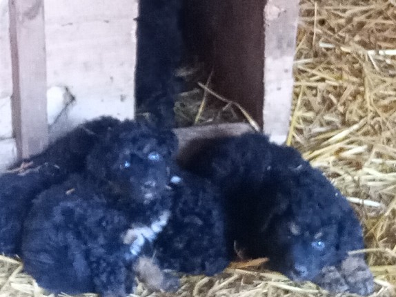 Carpathian Shepherd Dog - Rüden suchen Zuhause  available for adoption in Würzburg