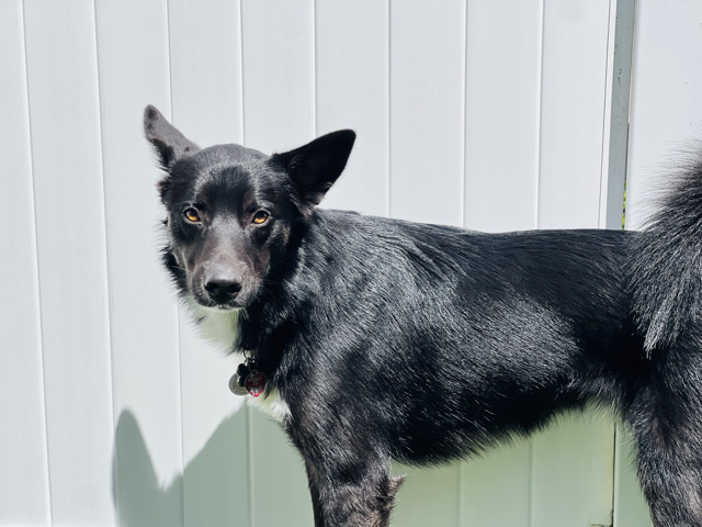 Australian Shepherd – Rehome – Mission Viejo
