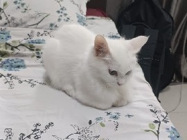 Persian (Modern) – Persian rare breed odd eyed cat – Chennai
