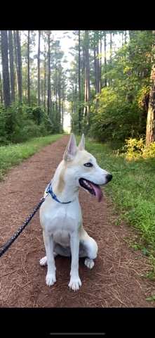Siberian Husky – husky mixed with pit bull for sale(puppy)