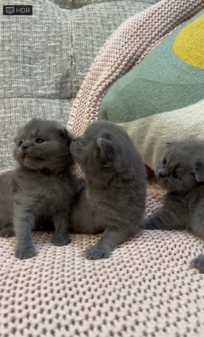 Scottish Fold – Scottish fold kittens