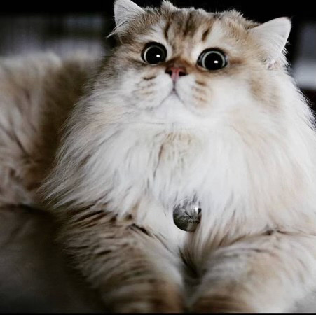 British Longhair – Garbonzo