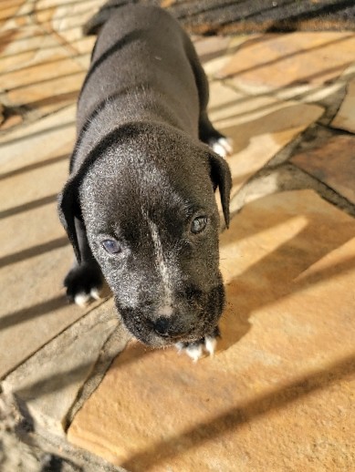 Labrabull Puppies