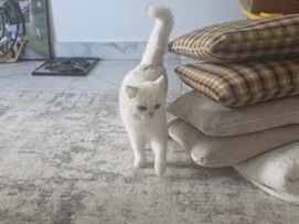 British Longhair – cat for sale – London