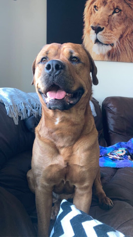 Rottweiler – Free dog needs home.