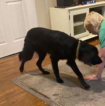 Golden Retriever – black retriever mix