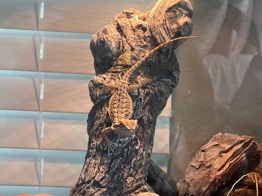 juvenile bearded dragon