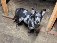 Mixed Breed – Catahoula Mix breed – Tatum