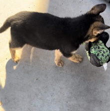 German Shepherd – German shepherd puppies puppy