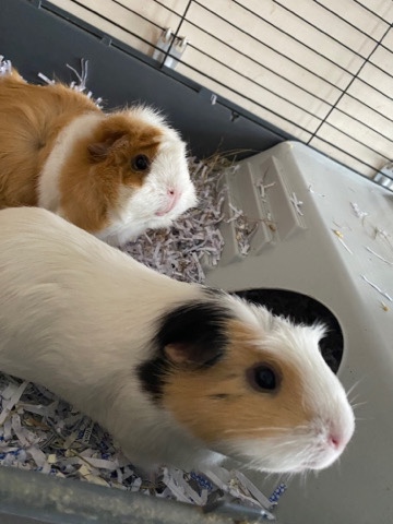 Any – pair of female guinea pigs