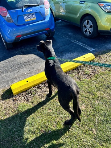Labrador Retriever – black lab German mixed