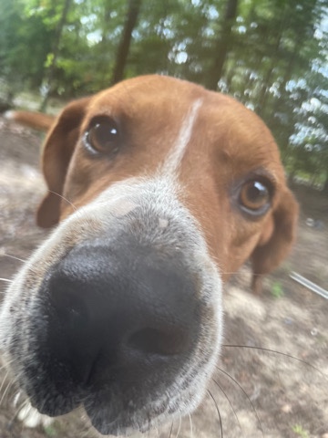 Treeing Walker Coonhound – cooper