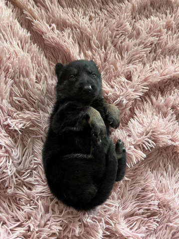 German Shepherd – pure German shepherd puppies for sell. ready for u