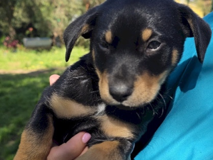Australian Kelpie – Australian Kelpie Puppies – Sydney