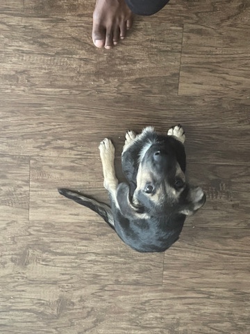 German Shepherd – puppy