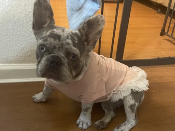 French Bulldog – Lola the Frenchie – Antioch