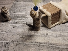 British Shorthair – BKH-Kitten – Stuttgart