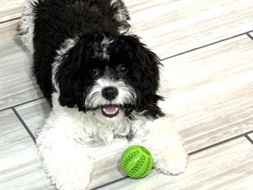 Cavapoo – Meet Lucky! A Cavapoo – Katy