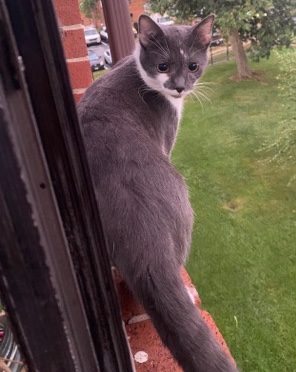 Brazilian Shorthair – free male cat