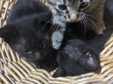 Kittens for sale – Phoenix