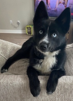Pomeranian – pomsky