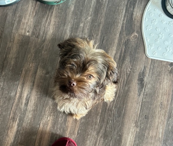 Cavapoo puppy 4months