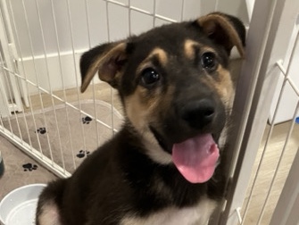 Mixed Breed – Adorable Shepherd mix for Adoption – Phoenix