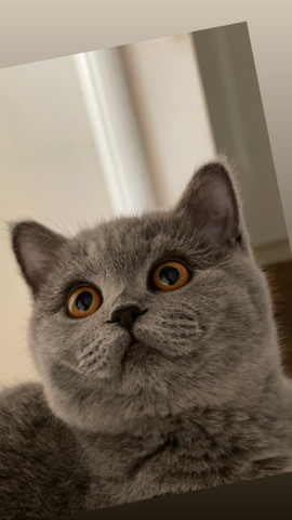 British Shorthair – BSH kitty