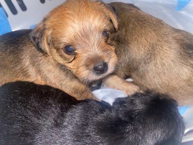 Yorkshire Terrier – Rehoming Puppy