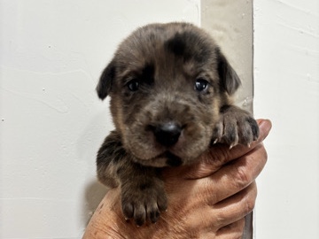 Mixed Breed – Puppy Up for Adoption – Highland