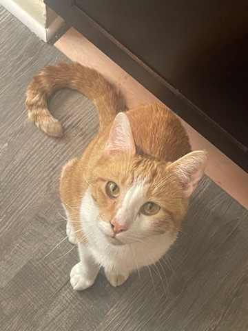 Orange cat