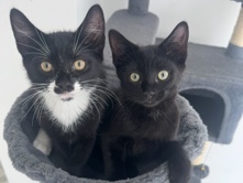 British Shorthair – BEAUTIFUL KITTENS – Wednesbury