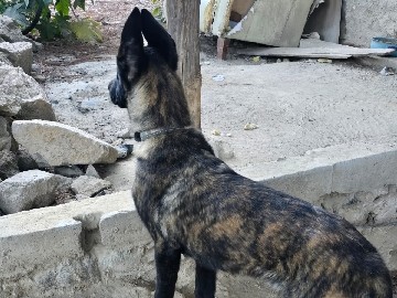Belgian Shepherd Dog (Malinois) – vendo cachorro