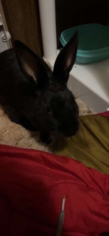 Havana – Loki