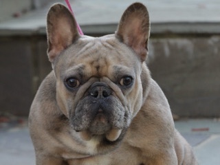 French Bulldog – Adult Female Frenchie – Converse