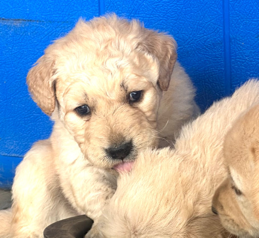 Golden Retriever – Golden Retrievers Looking for A New Home
