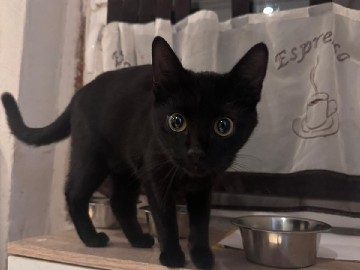 Katze